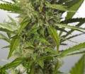DINAFEM - White Widow XXL Autoflowering