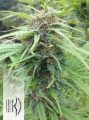 DUTCH PASSION - Durban Poison®