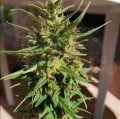 Big Devil Auto