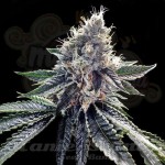 DNA GENETICS - Sour Kosher