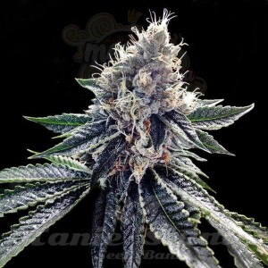 DNA GENETICS - Sour Kosher