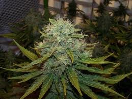 NIRVANA - Indoor Mix