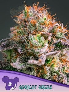 Anesia Seeds -  Apricot Oreoz