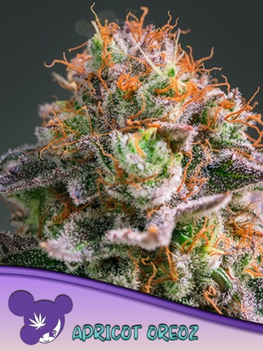 Anesia Seeds -  Apricot Oreoz