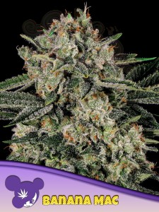 Anesia Seeds - Banana MAC
