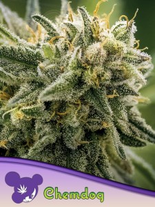 Anesia Seeds - Chemdog