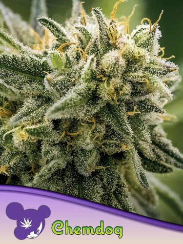 Anesia Seeds - Chemdog
