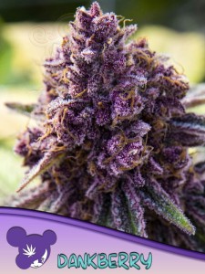 Anesia Seeds - Dankberry