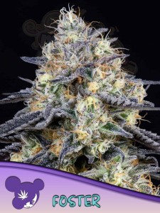 Anesia Seeds - Foster