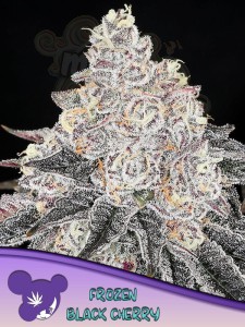 Anesia Seeds - Frozen Black Cherry