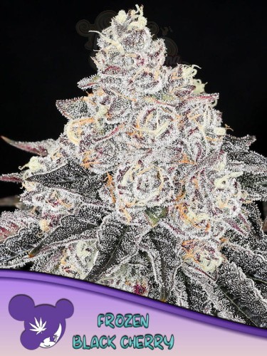 Anesia Seeds - Frozen Black Cherry
