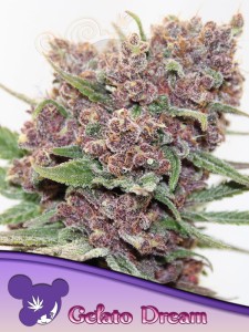 Anesia Seeds - Gelato Dream