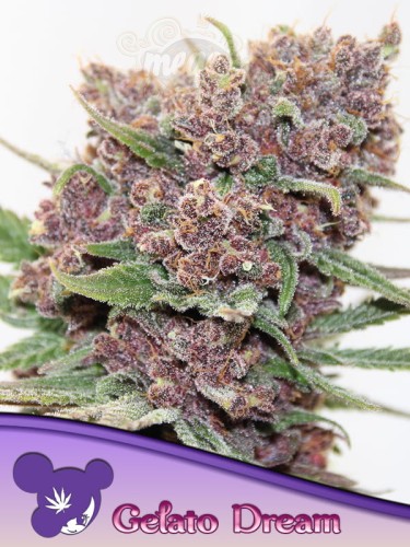 Anesia Seeds - Gelato Dream