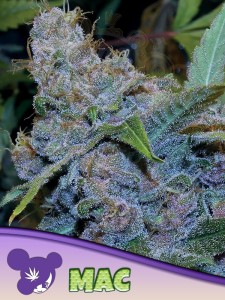 Anesia Seeds - MAC