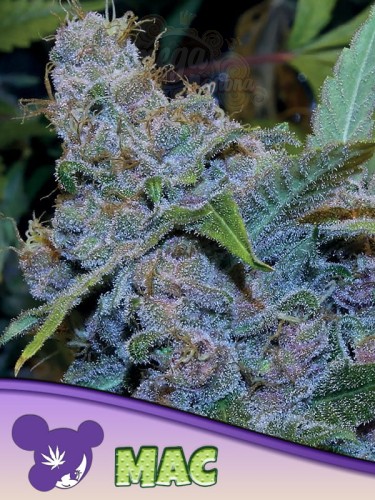 Anesia Seeds - MAC