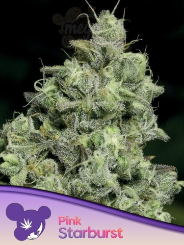 Anesia Seeds - Pink Starburst