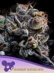 Anesia Seeds - Auto Blueberry Banana