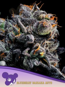 Anesia Seeds - Auto Blueberry Banana