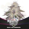 BSF SEEDS - White Gorilla