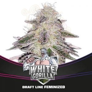 BSF SEEDS - White Gorilla