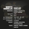 BSF SEEDS - White Gorilla