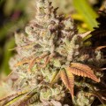 BSF SEEDS - Gorilla Glue #4