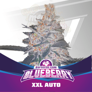 BSF SEEDS - Blueberry XXL Auto