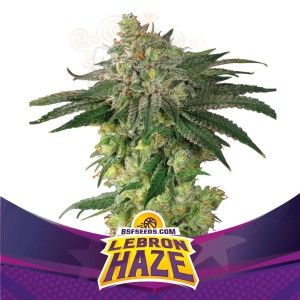 BSF SEEDS - Lebron Haze
