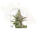 DUTCH PASSION - Amsterdam Amnesia