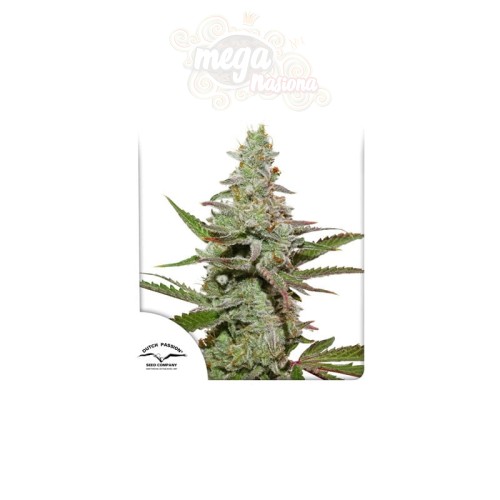 DUTCH PASSION - Amsterdam Amnesia