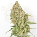DUTCH PASSION - Amsterdam Amnesia