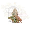 DUTCH PASSION - Auto Banana Blaze