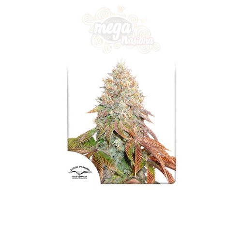 DUTCH PASSION - Auto Banana Blaze