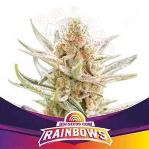 BSF Seeds - Rainbows