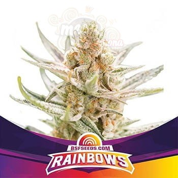 BSF Seeds - Rainbows