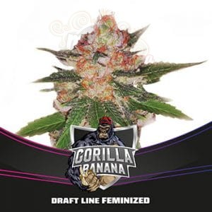 BSF Seeds - Gorilla Banana