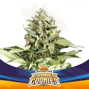 BSF Seeds - Double Cookies Auto