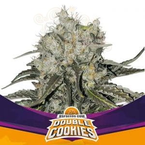 BSF Seeds - Double Cookies
