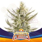 BSF Seeds - Orange Blossom XXL Auto