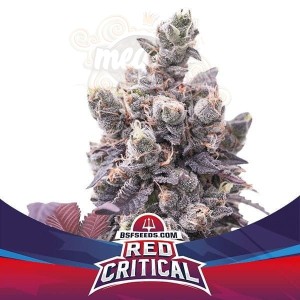 BSF Seeds - Red Critical Auto