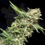 PYRAMID SEEDS - Auto Alpujarreña