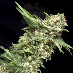 PYRAMID SEEDS - Auto Alpujarreña