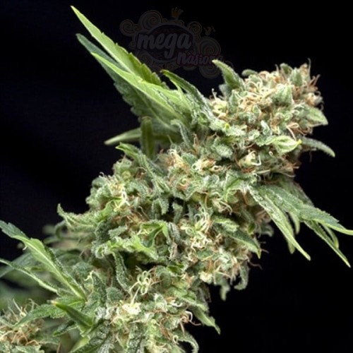 PYRAMID SEEDS - Auto Alpujarreña