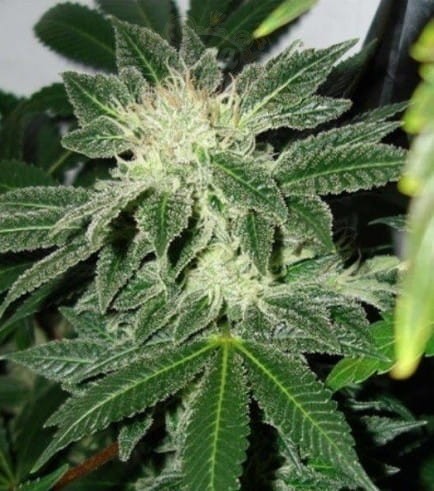 Black Widow