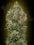 ADVANCED SEEDS - Auto Critical Soma
