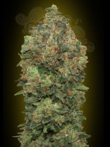 ADVANCED SEEDS - Auto Critical Soma