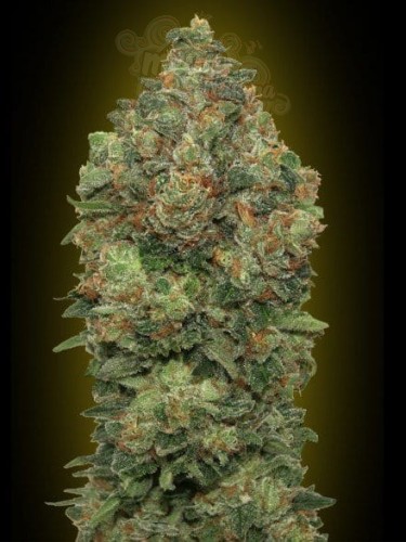 ADVANCED SEEDS - Auto Critical Soma