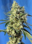 SWEET SEEDS - Sweet Amnesia Haze