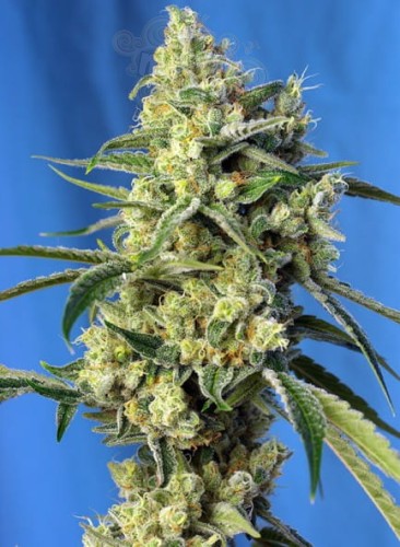 SWEET SEEDS - Sweet Amnesia Haze