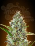 ADVANCED SEEDS - Auto Somango